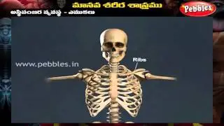 Human Body  |  Skeletal System |  Telugu