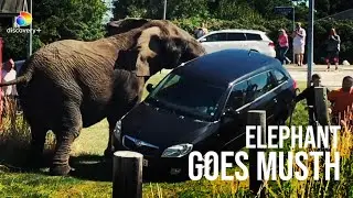 Messing with an Elephant on Musth? Bad Idea | Wierd, True and Freaky | Discovery Plus +