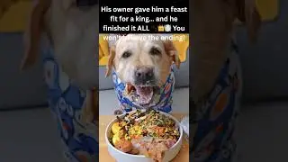 He didn&rsquo;t eat the food&hellip;he devoured it! 🐶🍽️💨 #CuteDogs #DogFeast #FunnyDogs #DogShorts #YummyPup