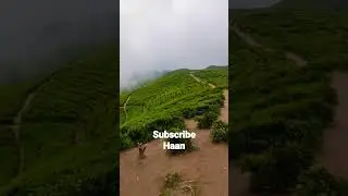 Nepal 🇳🇵 beautiful place #shorts #tea garden#nepal #viral #shortsviral #travel