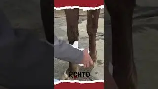 How To Wrap Legs With Polo Wraps