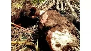 Hand Washing Cothes - Cassava - Plantain (Nature With Kafui)