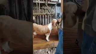 The feelings after left by her owner years ago buy now so happy tails #dog #happydog #shihtzu