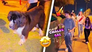 ZEIN ENCUENTRA UN PERRITO TERRANOVA 💥 TROLEANDO A CHALES 💥 TOUR CON EMIKUKIS