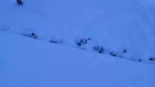 САЛОМ