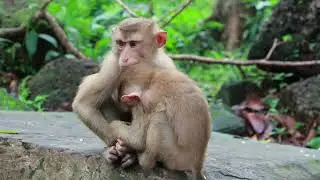 LEO monkeys communicate with each other, including vocalizations, body language, and facial expressi