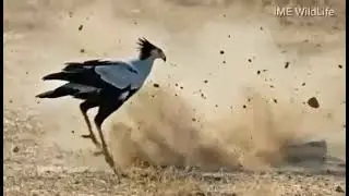 It's a Secretary Bird. Found in Africa....It's a master snake hunter... #fighting #snake #kingcobra 