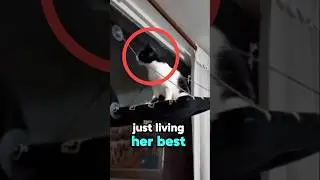 Curious Cat Bites Strap, Falls in Epic Fail.. 🤭 #funnycat