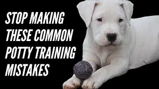 DOGO ARGENTINO PUPPY POTTY TRAINING MISTAKES TO AVOID + SOLUTIONS