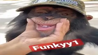 Funny Monkey Videos - A Funny Monkeys Compilation 🤣 #short