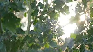 Sun through Leaves 02 / Free Stock Footage (4K)