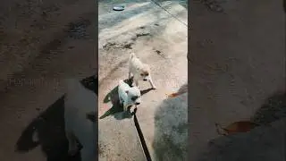 puppy dog playing 🐶 #hannielnature #doglove