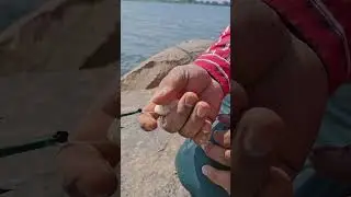 fishing videos ! Catch fishing ! Fishing tips and techniques #fishing #fish #shortsvideo