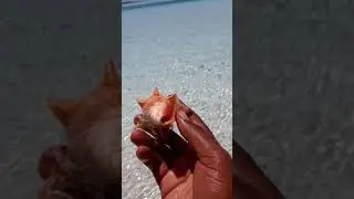 Baby Conch