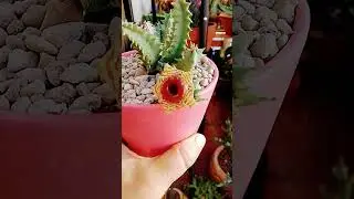 #huernia#Zebrina#flowers#succulent#succulentcollection#asclepiadaceae #succulover#garden