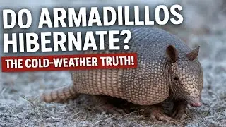 Do Armadillos Hibernate? The Cold-Weather Truth!
