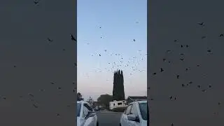 He Can Summon Crows &ndash; The Ultimate #Halloween Talent! 🐦👻 #birds #birdslover #crowfriends