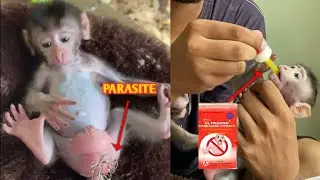 BABY MONKEY SICK OF WORMS