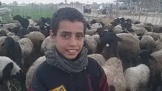 عم رمضان وابنه محمد ورعي الاغنام ساعه المغربيه
