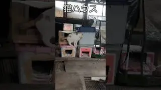 猫ハウス活躍しています！#shorts #猫 #保護猫 #チーム養豚場
