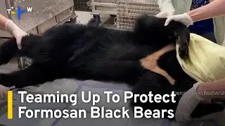 Conservationists and Hunters Team Up To Protect Taiwan's Endangered Bears｜TaiwanPlus News