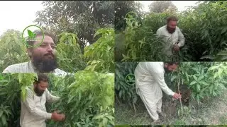 :🌱 خوبصورت آم کے پودے | 4 فٹ سے 7 فٹ تک تیار پودے | Chandia Nursery Uch Sharif  #chandianursery 