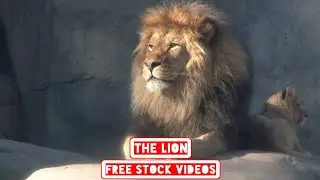 LION | Free Stock Video | No Copyright Video | Royalty Free Video | Lions Free Videos