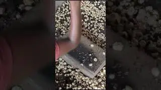 Makhana popping traditional way