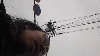 ニホンゴミ箱ミズガメ