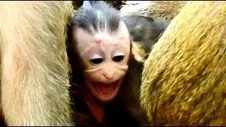 Heartbreak Maddix baby monkey crying very loudly, Very pity baby monkey