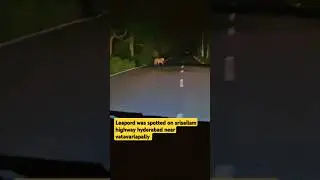 A leapord was spotted on Srisailam highway near vatavarlapally | @kingsnews665
