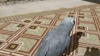 Avoid The Top 10 Mistakes About AFRICAN GREY PARROT In Your House