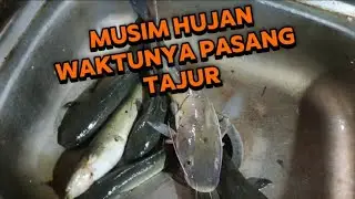 Walaupun hujan terus tiap hari kita tetep gass mancing tajur dan berusaha menghibur kalian