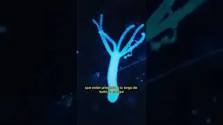 Animal inmortal bajo el microscopio 🔬| La Hydra
