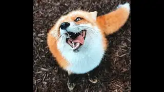 🐕 Лучшие смешные видео с животными для поднятия настроения! 🐈 Улыбнитесь и расслабьтесь! 😺