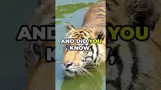 Discover Bangladesh Travel, History & Fact #shorts #travel #short #news #trending #shortvideo #viral