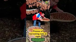 Process of harvesting nuts at night