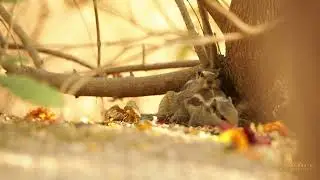 Mating indian palm squirrel