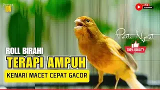 Cuit Cuit EMOSI! Kenari Gacor Panjang Pancingan Kenari Paud Belajar Bunyi, terapi AMPUH Kenari MACET