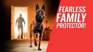 Meet the FEARLESS Belgian Malinois Family Guardian!