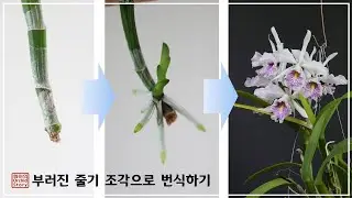 버려지는 줄기 조각을 이용한 번식 방법  / Cattleya keiki / 카틀레야 고아 번식법