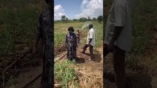 Tomato farming techniques involving mulching and irrigation #urbanfarming #farminglife