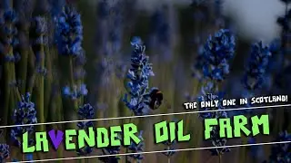 The Only LAVENDER OIL FARM In SCOTLAND!