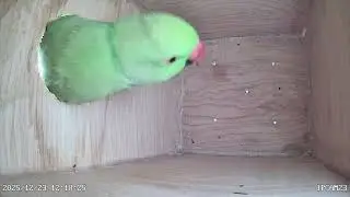 Ring necked parakeet having a long look at the bird nest box