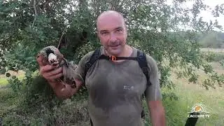 Partridge Hunting | The Partridges of Ibiza | Partridge Hunting #video #hunting #partridge #ibiza