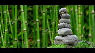Tranquil Forest Retreat- 2h of Relaxing Music/Retiro Tranquilo na Floresta- 2h de M&uacute;sica Relaxante