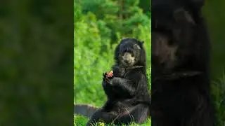 Andean Bear &ndash; Guardian of the Mountain Forests