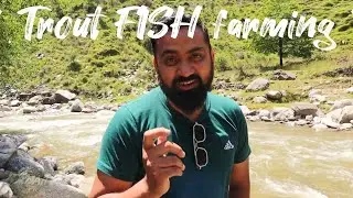 Trout Fish Farming in Pakistan | Domail Shinkiari Mansehra