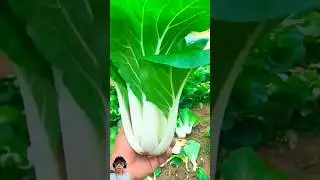 Sayuran Sawi Putih #vegetables #satisfying #agriculture