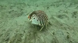 Flame Box Crab @ Blue Heron Bridge ❤️ #fl #atlantic #ocean #snorkeling #water #world